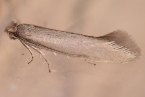 Ocnerostoma friesei